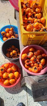 팜모닝 오늘 어떤 농작업하셨나요?·참여글 게시글 이미지