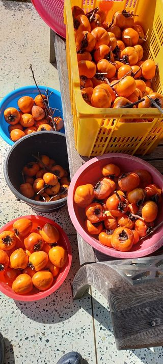 이형만 우영혜님의 오늘 어떤 농작업하셨나요? · 참여글 작성글 사진