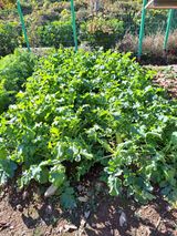 팜모닝 배추·병해충상담 게시글 이미지