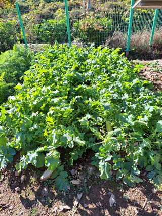 정자형님의 배추 · 병해충상담 작성글 사진