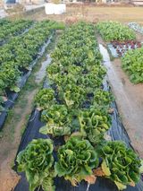 팜모닝 배추·병해충상담 게시글 이미지