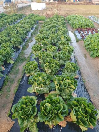 김석건님의 배추 · 병해충상담 작성글 사진