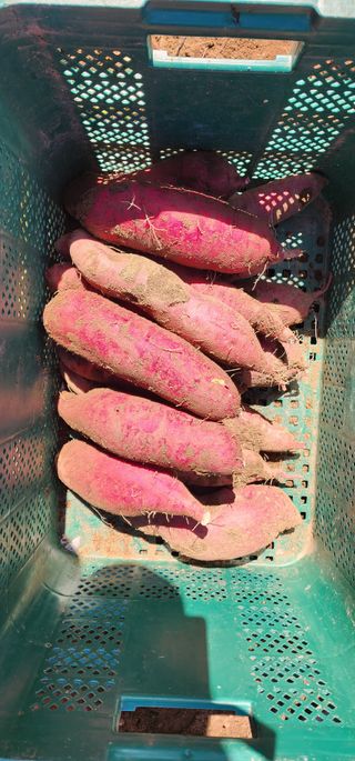 석송호두농원님의 작성글 사진