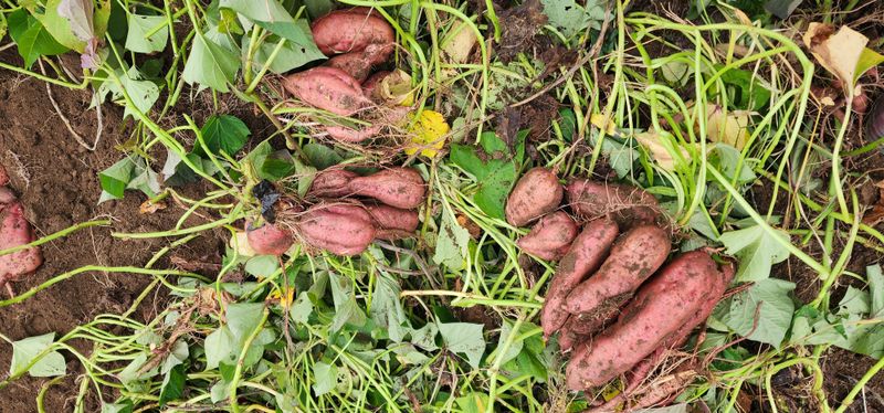 석송호두농원님의 장터 판매 상품 [호박고구마  10kg] 첨부 사진