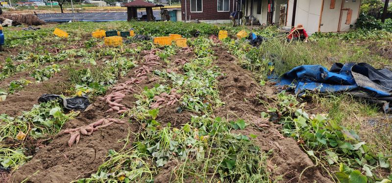 석송호두농원님의 장터 판매 상품 [호박고구마  10kg] 첨부 사진