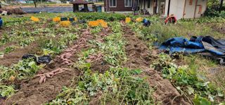 석송호두농원님의 작성글 사진