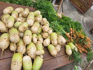 칠곡가산 최지훈님의 오늘 어떤 농작업하셨나요? · 참여글 작성글 사진