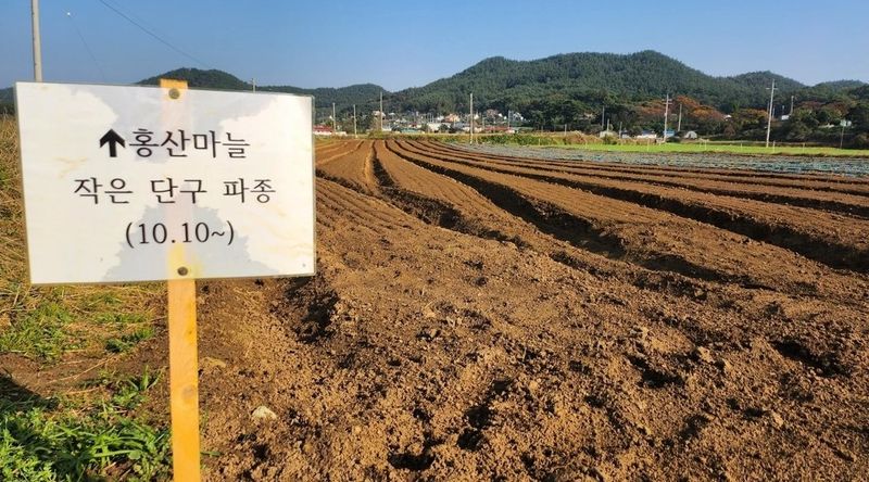 조한솔님의 장터 판매 상품 [🛺신화정공 마늘파종기 8조식(거의새것)] 첨부 사진