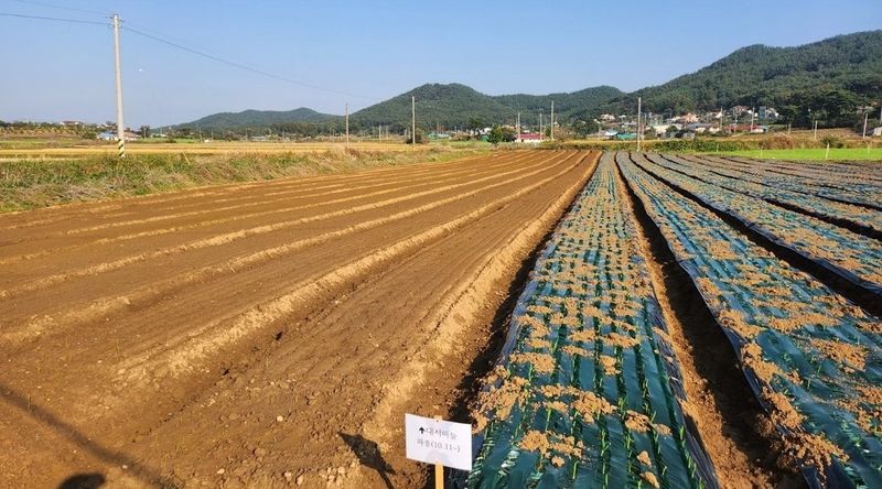 조한솔님의 장터 판매 상품 [🛺신화정공 마늘파종기 8조식(거의새것)] 첨부 사진