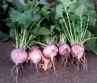 강화댁님의 작성글 사진