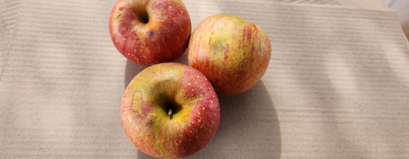 이원정님의 장터 판매 상품 [청송사과10키로] 첨부 사진