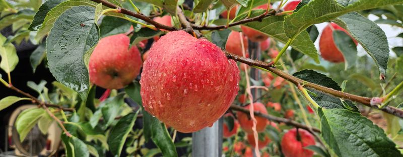 이원정님의 장터 판매 상품 [청송사과10키로] 첨부 사진