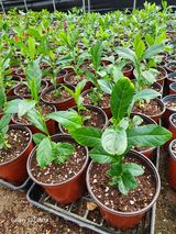 팜모닝 오늘 어떤 농작업하셨나요?·참여글 게시글 이미지