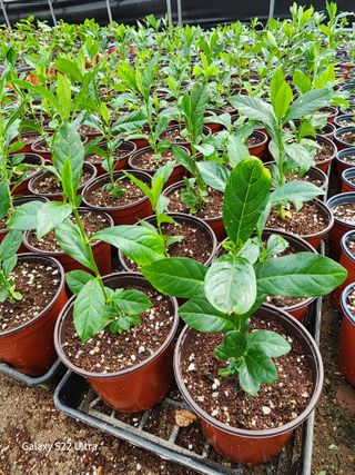 약초원 김종군님의 오늘 어떤 농작업하셨나요? · 참여글 작성글 사진