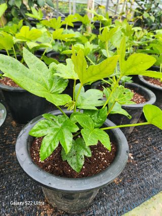 약초원 김종군님의 오늘 어떤 농작업하셨나요? · 참여글 작성글 사진