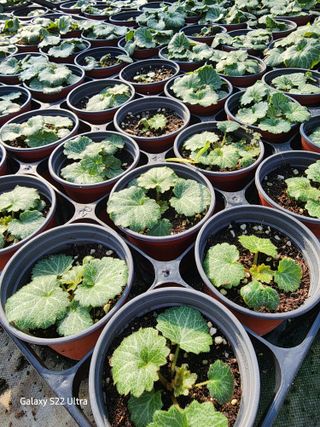 약초원 김종군님의 오늘 어떤 농작업하셨나요? · 참여글 작성글 사진