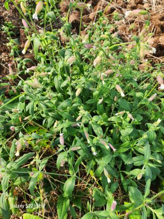 약초원 김종군님의 오늘 어떤 농작업하셨나요? · 참여글 작성글 사진