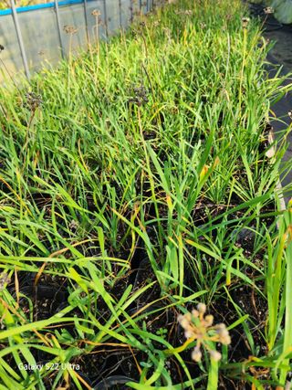 약초원 김종군님의 오늘 어떤 농작업하셨나요? · 참여글 작성글 사진