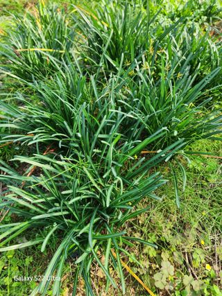 약초원 김종군님의 오늘 어떤 농작업하셨나요? · 참여글 작성글 사진