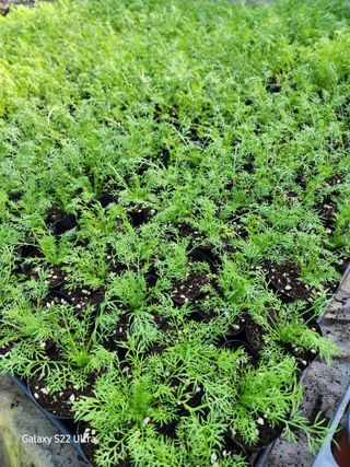 약초원 김종군님의 오늘 어떤 농작업하셨나요? · 참여글 작성글 사진