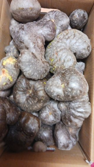 알 수 없음님의 기타작물 · 자유게시판 작성글 사진