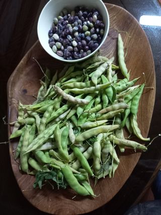 진윤자님의 오늘 어떤 농작업하셨나요? · 참여글 작성글 사진