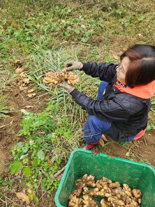 최군환님의 오늘 어떤 농작업하셨나요? · 참여글 작성글 사진