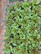 팜모닝 기타작물·자유게시판 게시글 이미지