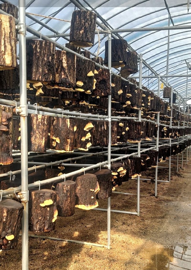 배경옥님의 장터 판매 상품 [2년산 상황버섯] 첨부 사진