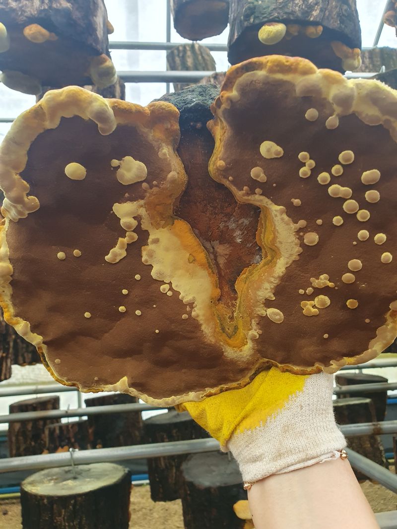 배경옥님의 장터 판매 상품 [2년산 상황버섯] 첨부 사진