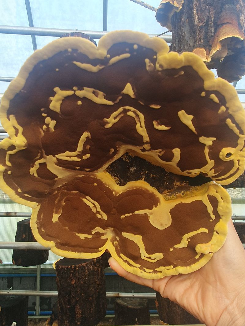 배경옥님의 장터 판매 상품 [2년산 상황버섯] 첨부 사진