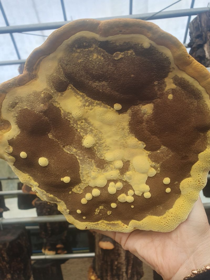 배경옥님의 장터 판매 상품 [2년산 상황버섯] 첨부 사진