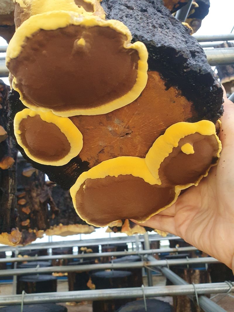 배경옥님의 장터 판매 상품 [2년산 상황버섯] 첨부 사진