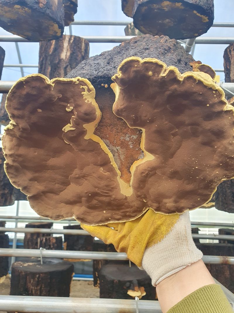 배경옥님의 장터 판매 상품 [2년산 상황버섯] 첨부 사진