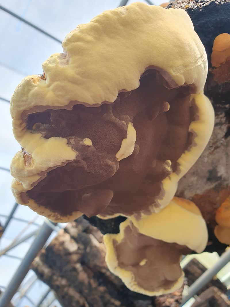 배경옥님의 장터 판매 상품 [2년산 상황버섯] 첨부 사진