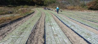 이종한님의 오늘 어떤 농작업하셨나요? · 참여글 작성글 사진