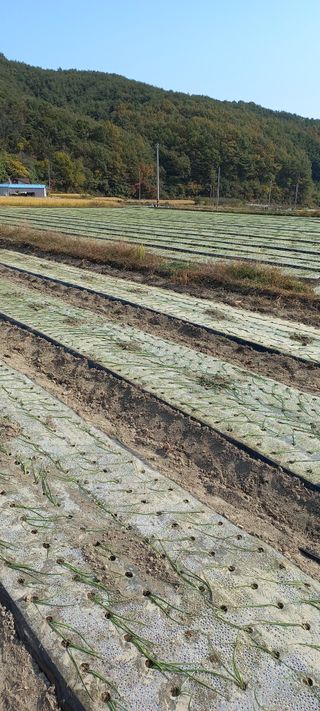 이종한님의 오늘 어떤 농작업하셨나요? · 참여글 작성글 사진