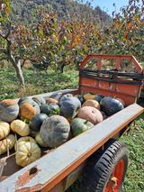 팜모닝 자유주제·자유게시판 게시글 이미지