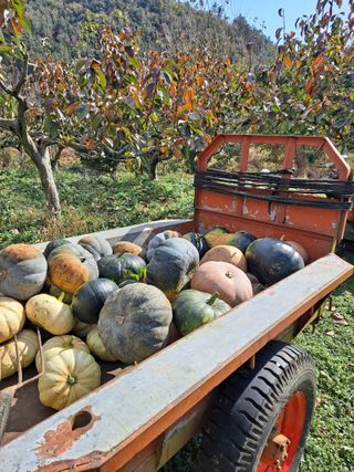 농촌사랑님의 자유주제 · 자유게시판 작성글 사진