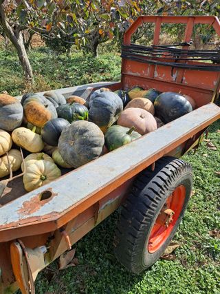 농촌사랑님의 자유주제 · 자유게시판 작성글 사진