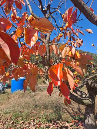 농촌사랑님의 자유주제 · 자유게시판 작성글 사진