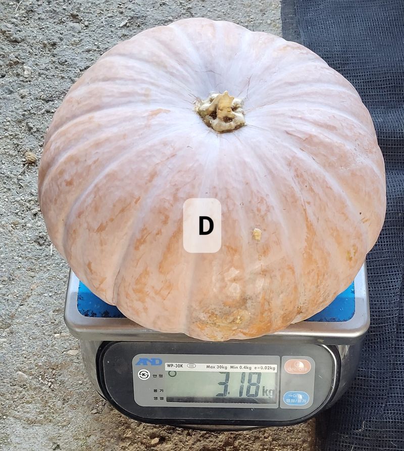 김중언님의 장터 판매 상품 [맷돌호박 ₩6,000~10,000 ***판매완료***] 첨부 사진