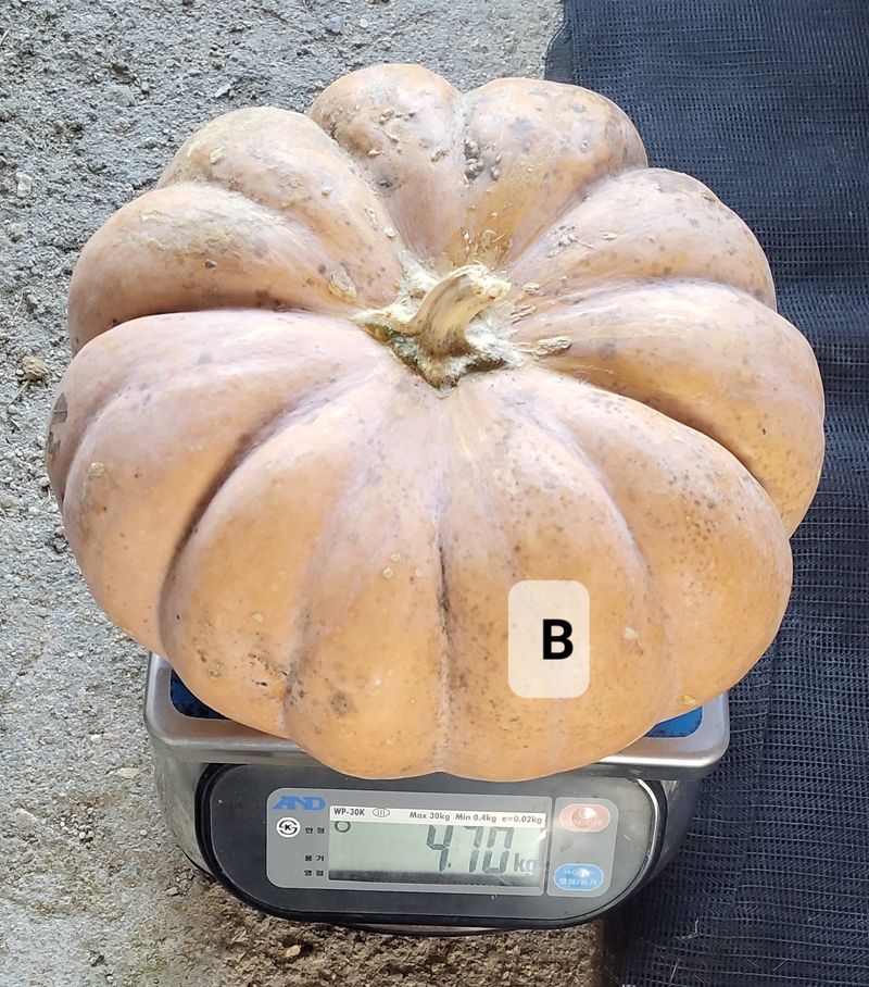 김중언님의 장터 판매 상품 [맷돌호박 ₩6,000~10,000 ***판매완료***] 첨부 사진
