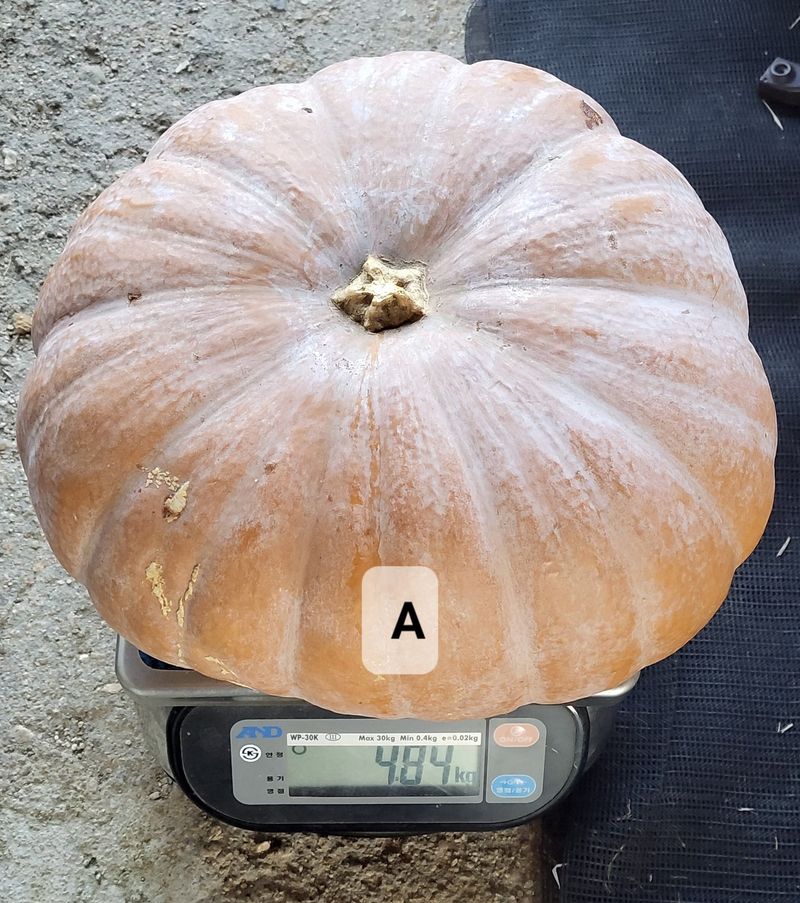 김중언님의 장터 판매 상품 [맷돌호박 ₩6,000~10,000 ***판매완료***] 첨부 사진