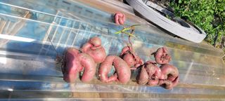 김홍연님의 오늘 어떤 농작업하셨나요? · 참여글 작성글 사진