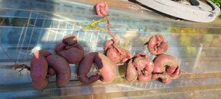 김홍연님의 오늘 어떤 농작업하셨나요? · 참여글 작성글 사진