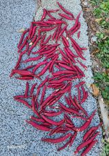 팜모닝 오늘 어떤 농작업하셨나요?·참여글 게시글 이미지