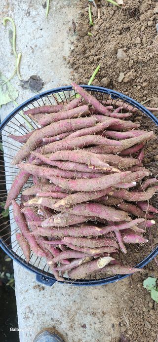 접시꽃님의 오늘 어떤 농작업하셨나요? · 참여글 작성글 사진