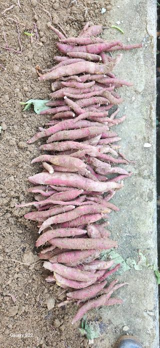 접시꽃님의 오늘 어떤 농작업하셨나요? · 참여글 작성글 사진