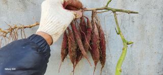 접시꽃님의 오늘 어떤 농작업하셨나요? · 참여글 작성글 사진